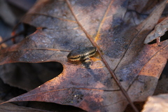 Arion hortensis