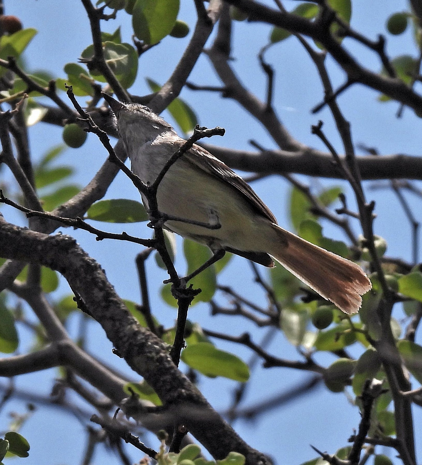 Plain Inezia (Inezia inornata), photo 6