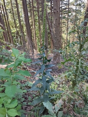 Digitalis micrantha