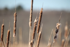 Typha latifolia