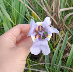 Phalocallis coelestis