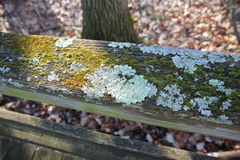 Flavoparmelia caperata