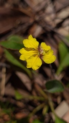 Goodenia hederacea