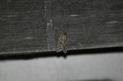 Paleacrita longiciliata