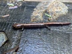 Plethodon elongatus