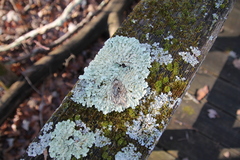 Flavoparmelia caperata