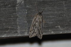 Paleacrita longiciliata