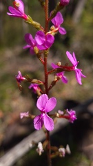 Stylidium productum