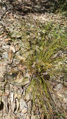 Schoenus ericetorum