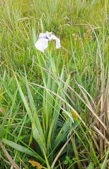 Phalocallis coelestis