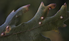 Janetia cerris