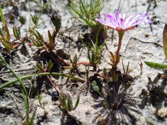 Lampranthus filicaulis