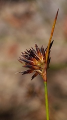 Schoenus ericetorum