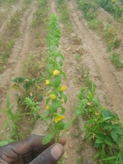 Alectra sessiliflora