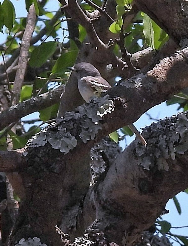 Plain Inezia (Inezia inornata), photo 7