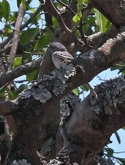 Inezia inornata