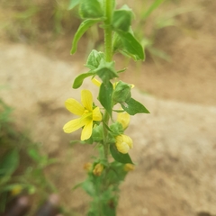 Alectra sessiliflora