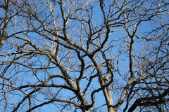 Quercus palustris