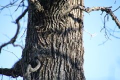 Quercus palustris