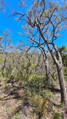 Angophora bakeri
