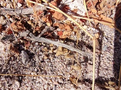 Kallstroemia californica