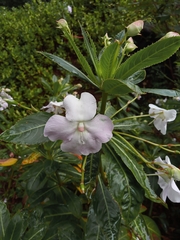 Impatiens sodenii