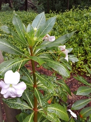 Impatiens sodenii