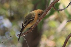 Mitrephanes phaeocercus