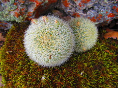 Mammillaria densispina