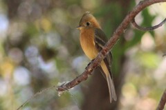 Mitrephanes phaeocercus