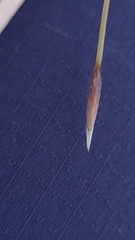 Austrostipa pubescens