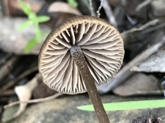 Entoloma hebes