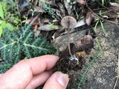Entoloma hebes