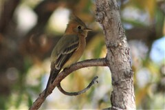 Mitrephanes phaeocercus