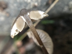 Entoloma hebes