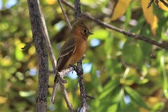 Mitrephanes phaeocercus