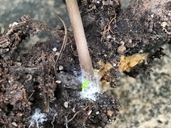 Entoloma hebes