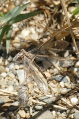 Neuroleon ochreatus