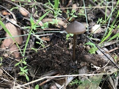 Entoloma hebes