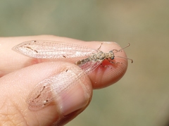 Neuroleon ochreatus