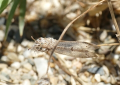 Neuroleon ochreatus