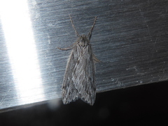 Paleacrita longiciliata