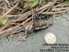 Sporophila angolensis