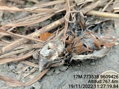 Sporophila angolensis