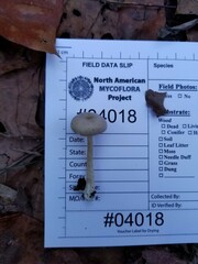 Clitocybe subditopoda