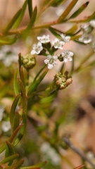Platysace ericoides