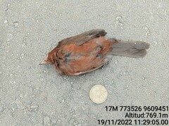 Sporophila angolensis