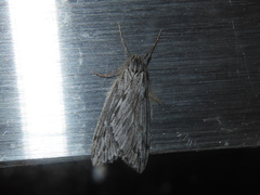 Paleacrita longiciliata