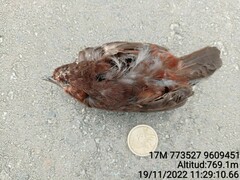 Sporophila angolensis