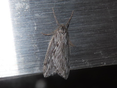 Paleacrita longiciliata